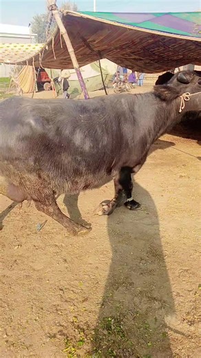 Exploring Buffalo Farming in Pakistan