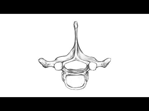How to draw a vertebra.
