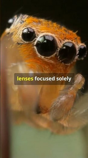 Creepy Facts About Spider Eyes! #wildlife #animals #spiders
