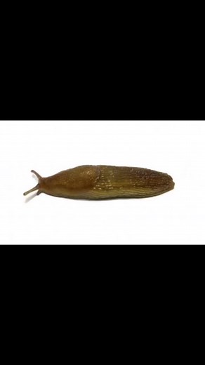 slug