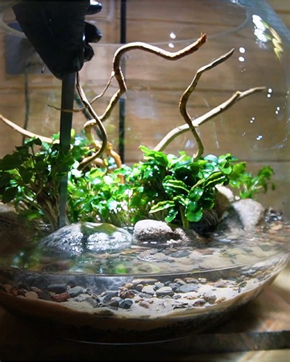 Xây dựng bể cá nano công nghệ thấp 'Island'