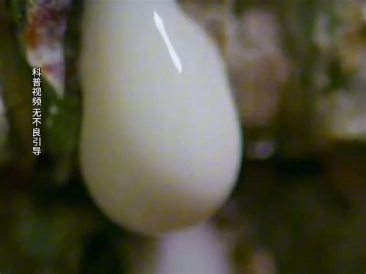 看到这个我该跑吗？海里这种毛毛虫别手贱！摸一下手像着火！