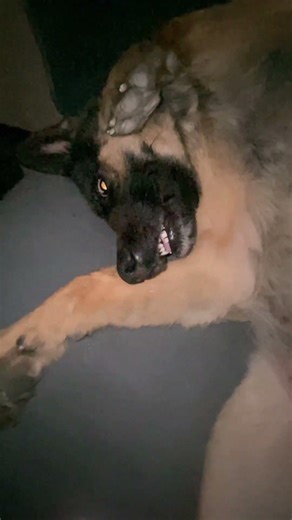 Doors 2 😎... #shorts #rex