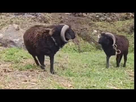 sheep fight