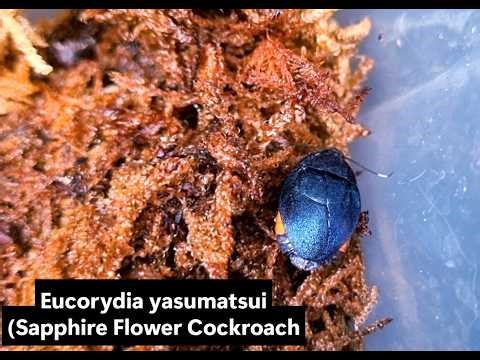 Eucorydia yasumatsui (Sapphire Flower Cockroach)