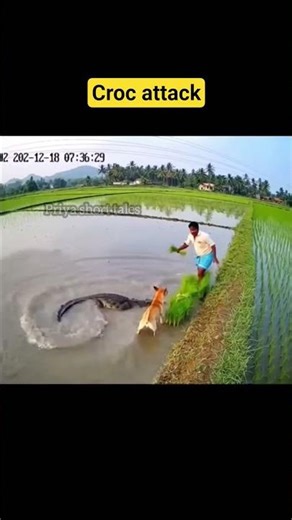 croc attack #rescueefforts #dog #crocodileattacks #herodog