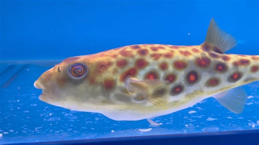Cross River Puffer - Tetraodon pustulatus This guy just gets nicer! He/She is approx 10” long now and has a hearty appetite. These fish make the best pet fish, so active and personable, and of course, pleasing to the eye, regarding colours and patterns. They don’t require walking, however! they do need stable water parameters that can be achieved by keeping on top of the water changes…… it really is that simple !! (more details and info regarding their care will be given before being released) W