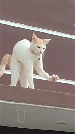 sleeping time #സുന്ദരി പൂച്ച #ramabhadran #godfather#innocent #viral video #cat comedy #