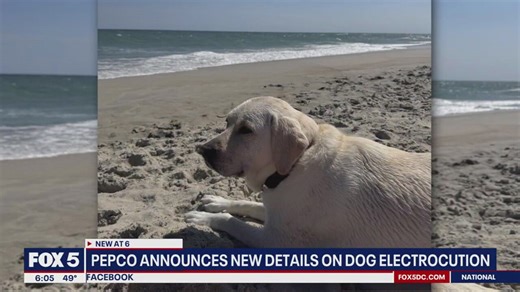 Pepco takes responsibility after 2 dogs die from electrocution
