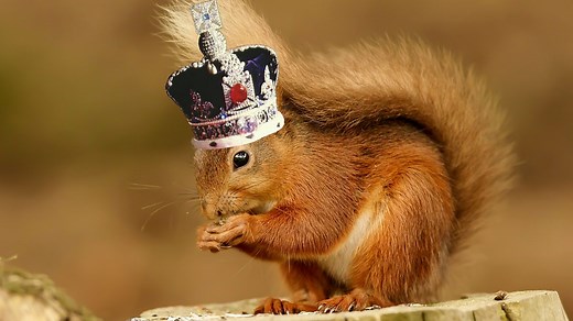 BBC Radio 4 - Homeschool History - Homeschool History lesson: The Restoration