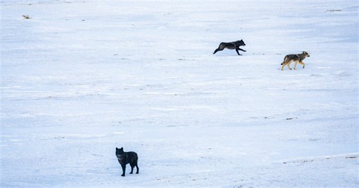 A second gray wolf brought to Colorado from Canada has died in Wyoming, CPW confirms