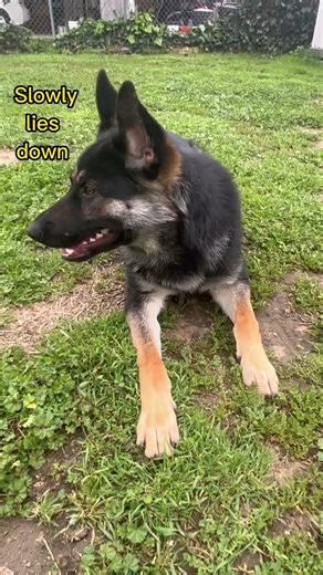 Dog training is fun with a GSD rescue #gsds