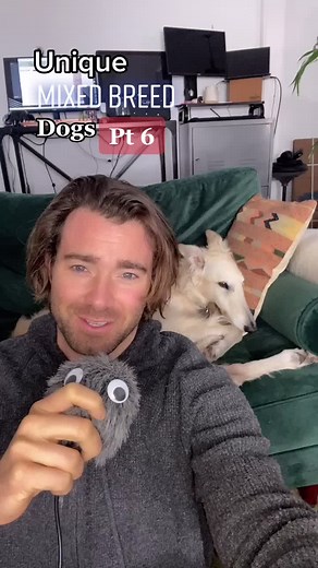 Unique Mixed Breed Dogs Pt 6 - Noodle Edition