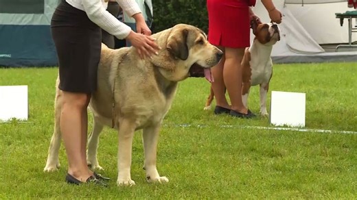 39. Międzynarodowa Wystawa Psów Rasowych w Sopocie