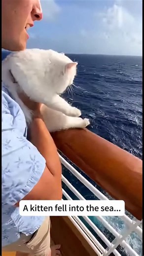 @yamatosenseii on Instagram: "The Rescue in the Atlantic The sun was high and bright over the North Atlantic as the luxury cruise ship cut through the deep blue waves. Yamato, a young man born and raised in the rugged wilderness of Alaska, stood by the railing, enjoying the warmth. He was a long way from home, traveling across the ocean toward the sunny coasts of Spain. While the other passengers were busy dining or lounging by the pool, Yamato noticed a flash of white near the upper deck. A sma