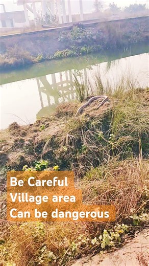 🐍...baby python...is it dangerous? #villagelife #wildlife #animals