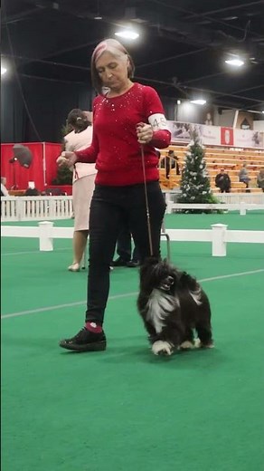CKC National Show 2025: Behind the Scenes & Highlights