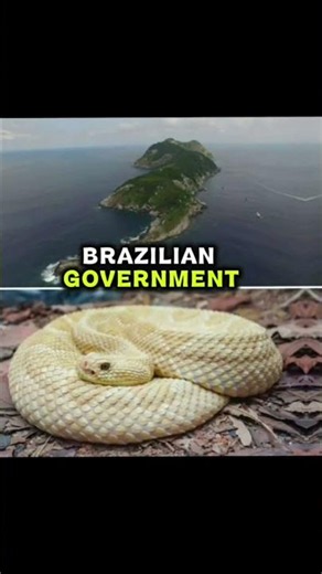 🐍 The Island Full of Snakes 😱 | World's Deadliest Island!