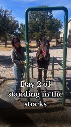 Day 2 of standing in the stocks. He understands and respects the chest rope and backs right out also. #imagineahorse #horsetrainer #horsetrainingtips #pedestalplan #horsetricks | Imagine A Horse