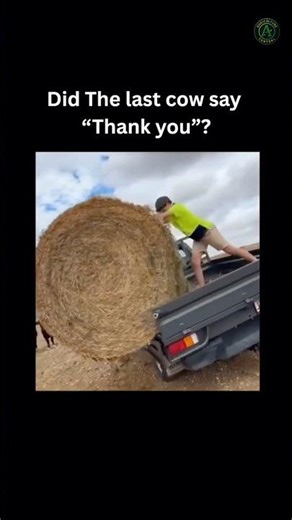 Did the last cow say thank you? #FarmLife #Shorts #Funny