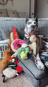 My Great Dane and her ladies 😂 #greatdane #dogvideos | Danes And Things