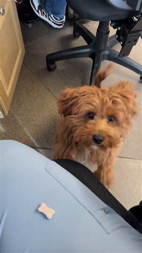 Cute face = everything #cavapoo #officedog #treatyourself