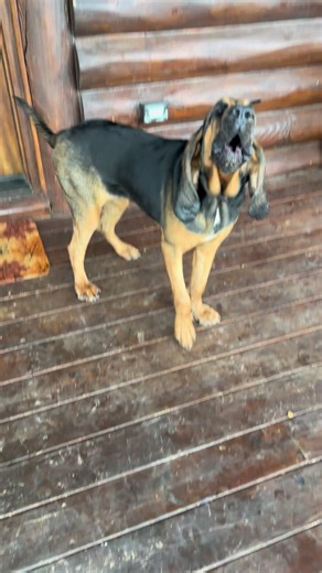 Celebrating Good Girls with High Road Hounds