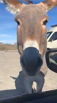 Oatman Arizona - Wild West Town With Free-Roaming Burros & Clark Gable's Honeymoon Hotel