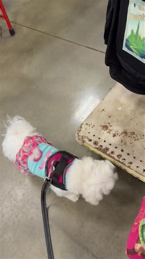 Finally… a store I can actually relate to! 🛍️ Watch me shop, frens, and trust me — I’m not leaving with just one thing. Nope, multiple bags coming with me. 😏 Crazy Mommy better start planning an addition now… and in our next Oregon house? I’m demanding a big walk-in closet and a playroom. Diva life has standards, ya know! 💜🐾 #LilHopeyB #ShoppingSpree #SassyPup #ClosetGoals #StayPawsitive © Lil Hopey B & Furangel Mellow B | Marshmellow Baby’s Paws for Help Foundation Inc. All rights reserved.