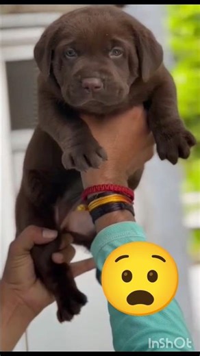 Pure Chocolate Labrador Male Puppy 🐾 Available @10k | Super Cute 🥰