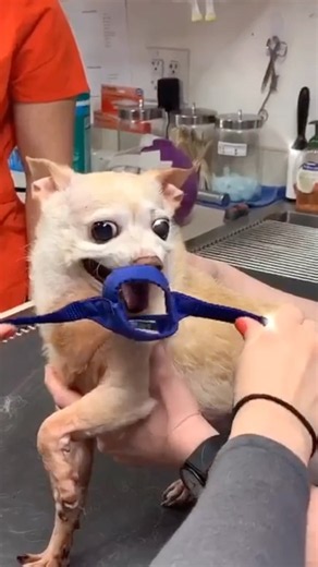 How To SAFELY Muzzle A Nervous Dog #goodtoknow #vet #medicine #educational #lifehacks #funfacts
