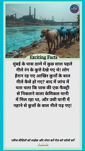 386K views · 1K reactions | Blue Dog's Mystery In Mumbai ...