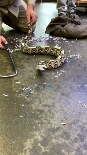 Unveiling one of our 🐍 newest additions here at the zoo! 🐍