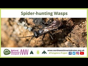 UK Spider-hunting Wasps (Pompilidae)