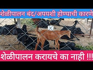 शेळीपालन बंद/अयशस्वी/अपयशी होण्याची कारणे / Goat farming Failure Reason/शेळीपालन माहिती व मार्गदर्शन