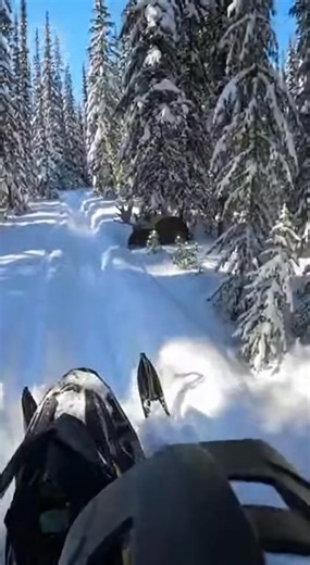 POV: You're stuck in deep powder, and a bull moose decides to make things worse. I thought my helmet was going to fly off. #wildlife #WildAnimalEncounters #Moose #Snowmobile #WinterCrisis #Canada | Wild Animal Encounters
