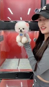 Teacup dog, Pomeranian, Shunsuke