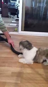44K views · 769 reactions | Shih tzu vs vacuum cleaner via Bianca Georgescu | BuzzSharer Shih Tzus | Facebook