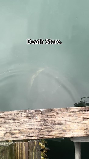 So scary #scary #fishing #deathstare #florida #viral #dontfallin #taxman #goliathgrouper