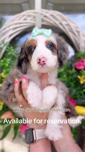 Meet Stacy — the sweetest Bernedoodle puppy you’ll ever see! 🐾 She’s playful, loving, and ready to bring joy to her forever home 💕 Perfect mix of Bernese Mountain Dog & Poodle — gentle, smart, and hypoallergenic! ✨ 🏡 Ready for adoption now! DM for details or to make Stacy yours today ❤️ #Bernedoodle #BernedoodlePuppy #minibernedoodle #viral #bernedoodledaily
