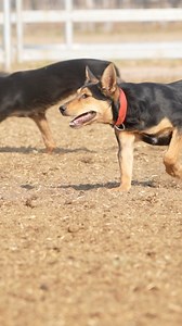 6 month old Australian Working Kelpie puppies training together to learn how to work as a team | Stock Chick Films