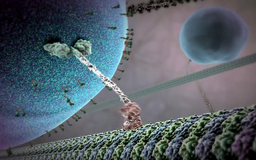 Inner Life of the Cell (Full Version & Narrated)