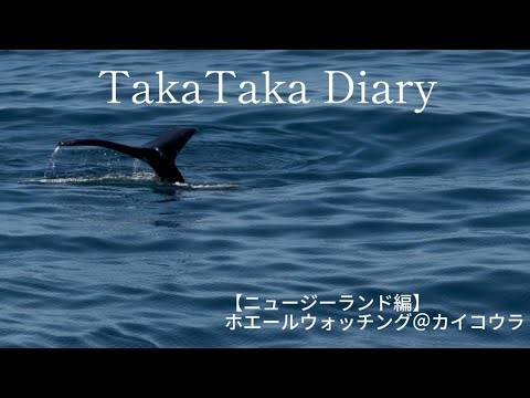 【ニュージーランド編】ホエールウォッチング＠カイコウラ