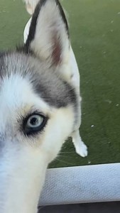 135 reactions · 40 shares | Introducing NALA ♥️ This pretty Husky...