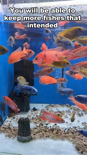 15 reactions | Do you know that a filter less aquarium can be very hard to maintain. Having a filter will reduce the difficulty level of maintaining your aquarium. Check the filter you need !  https://eastoceansg.com/collections/all/products/biostyle-75-115-180 #aquatic #tank #EastOceanAquatic #EOA #fishtanklife #sgaquarist #aquariumhobby #oase #sgaquarium #aquariumlife #sgaquatics | East Ocean Aquatic Trading Centre | Facebook