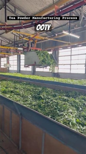 Tea manufacturing factory #shorts #shortvideo #shortsfeed #trendingvideo #viralvideo #fyp #foryou