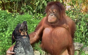 Unlikely Animal Friends!