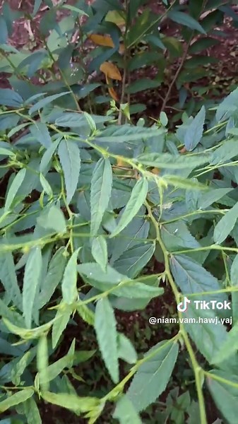 วิดีโอของ Niam Vam Hawj yaj (@niam.vam.hawj.yaj) พร้อมเพลง เสียงต้นฉบับ - Niam Vam Hawj yaj