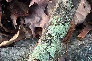 Lichens: A partnership in nature that survives in diverse environments