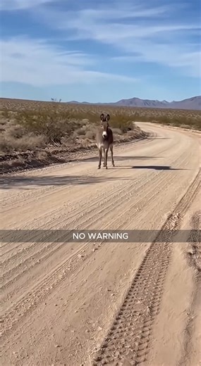 Wild Burro Pins Ears and Charges at Close Range Cellphone footage shows a wild burro charging toward a person at close range on a desert road. The burro advanced several steps with ears pinned, forcing the person to retreat rapidly. The animal stopped short and maintained eye contact. Wildlife officials explain that wild burros may charge defensively when approached too closely, particularly around roads where escape space is unclear. The burro disengaged moments later. This video is created usi